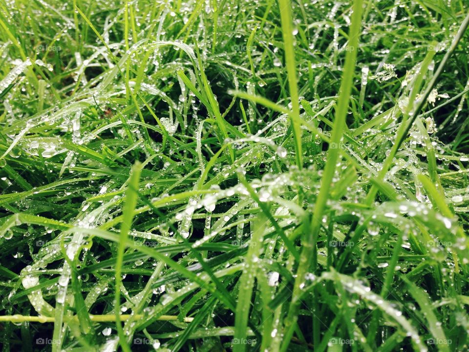 Fresh grass after the rain 