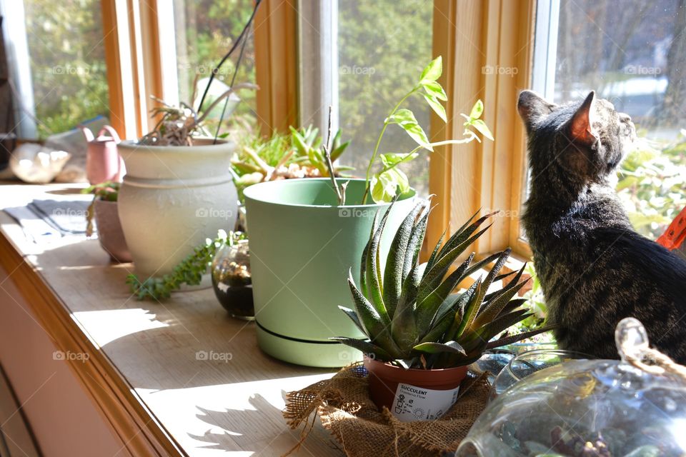 A kitty sunbathes next to an arrangement of plants 
