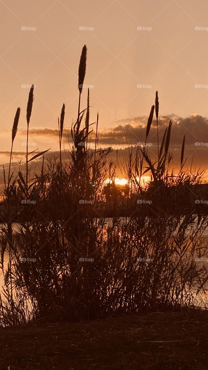 Cat Tails waving with the Evening Breeze. Sunsetting in the West. Clouds adding bits and pieces of colors to add to the scene. Lake Water Reflections