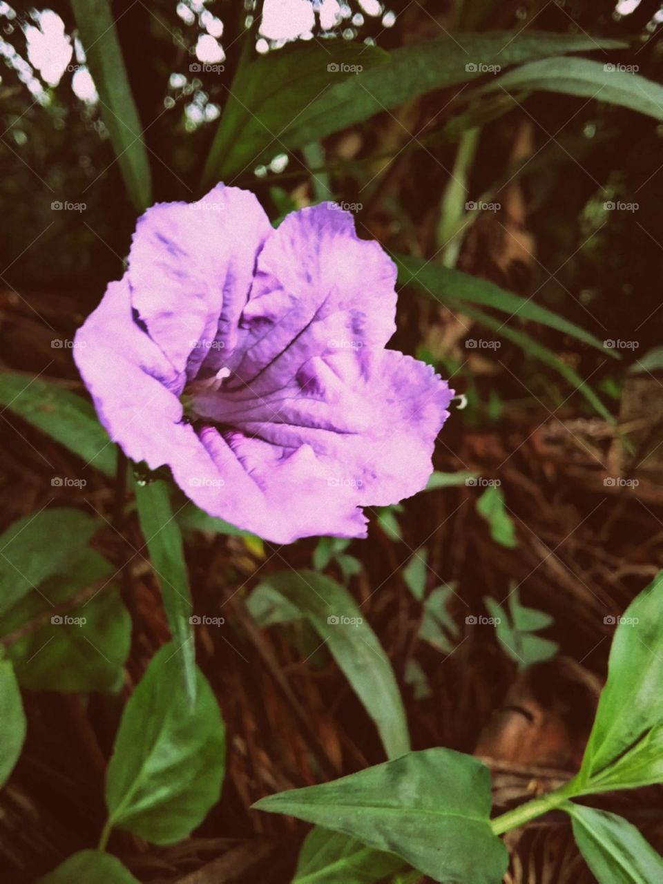 Frágil e bela balança ao vento.