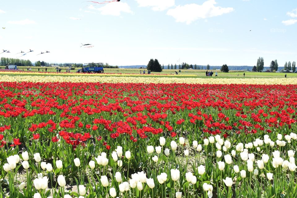 Tulips!