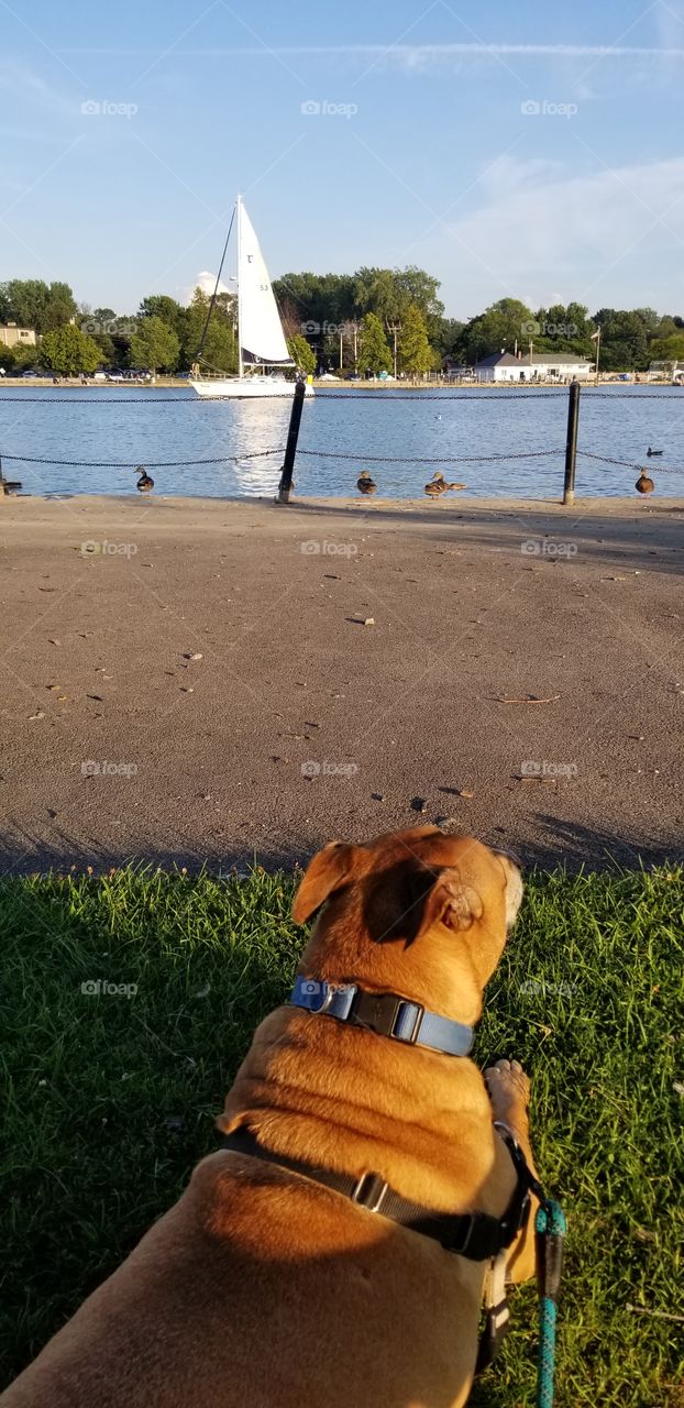 Rosko on the duck hunt. well ok maybe just watching the ducks as I watch the sailboats.