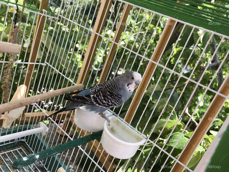 My cute little parrot Chichko Budgerigar - Budgie, enjoying summertime after his bath.