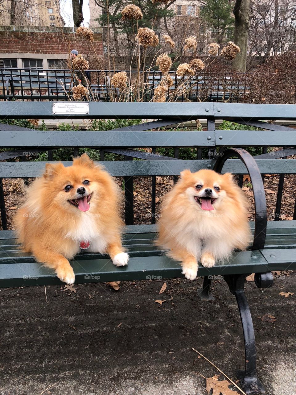 Pomeranians on a park bench