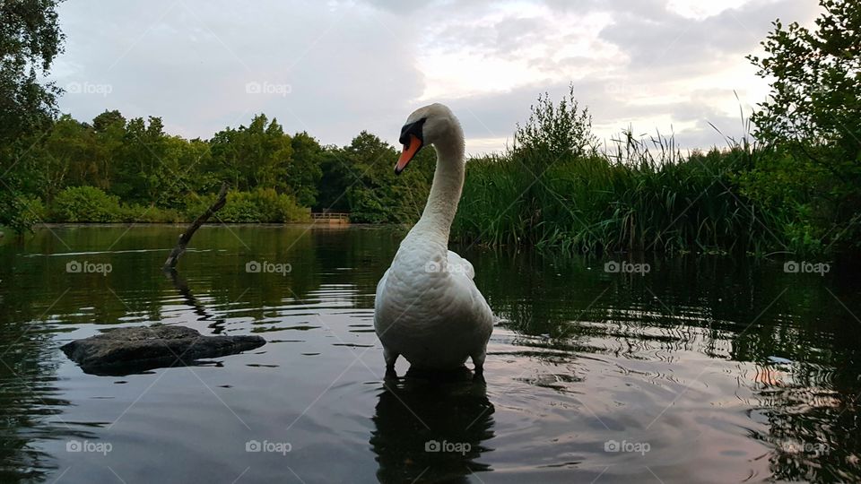 Swan