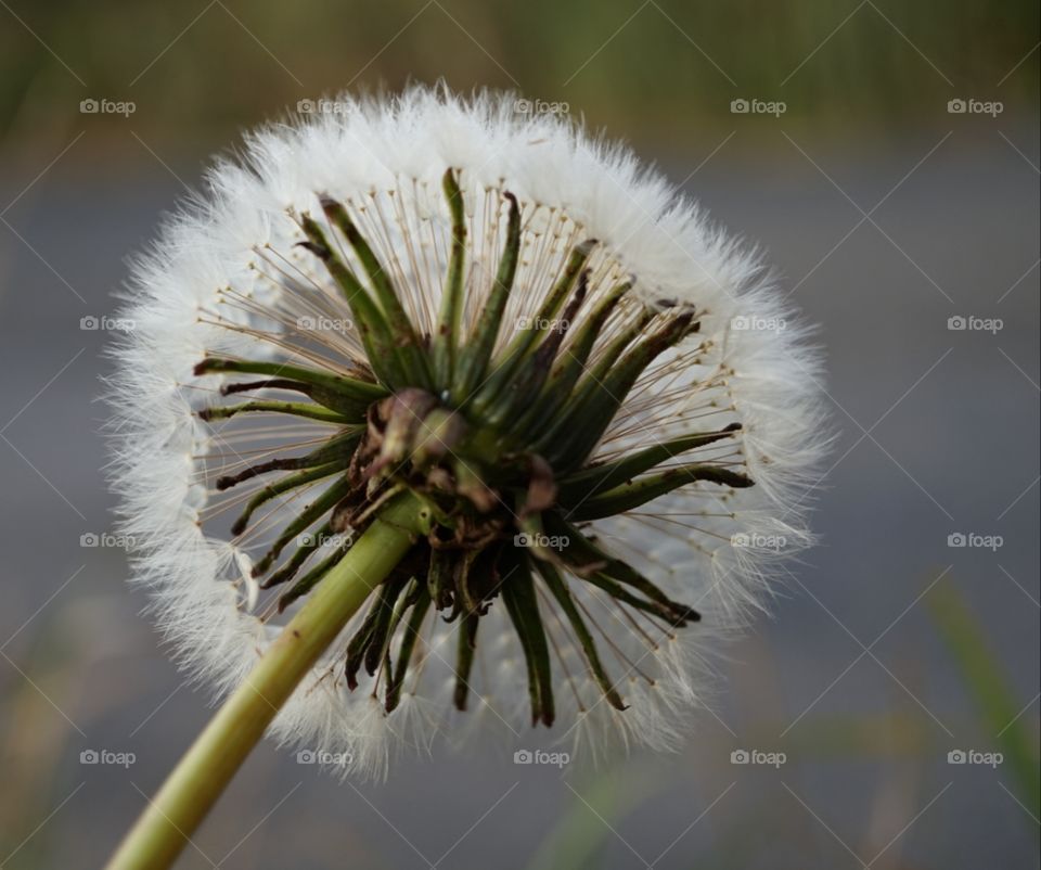 dandelion clock seed