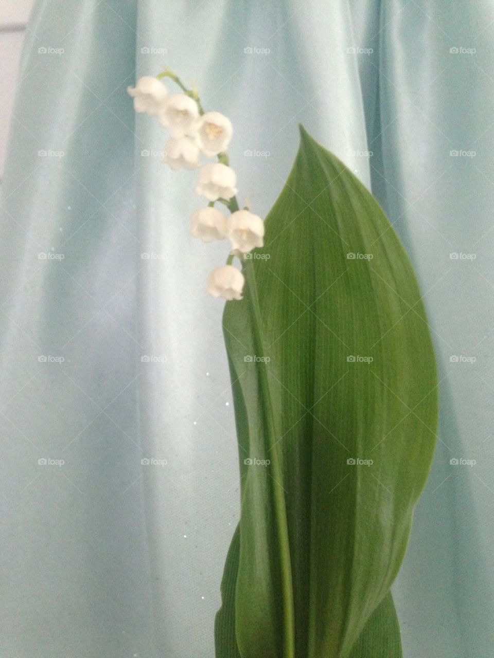 Lily of the Valley