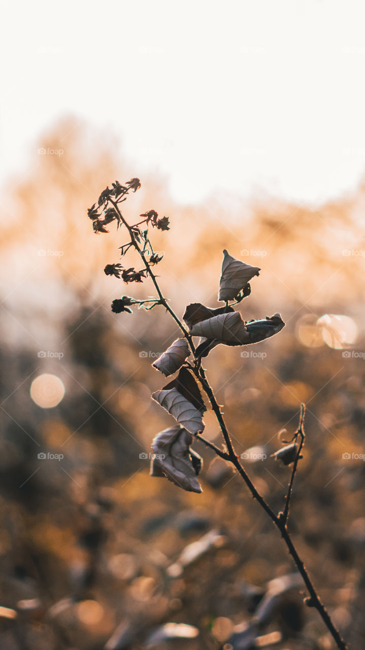 Brown plant