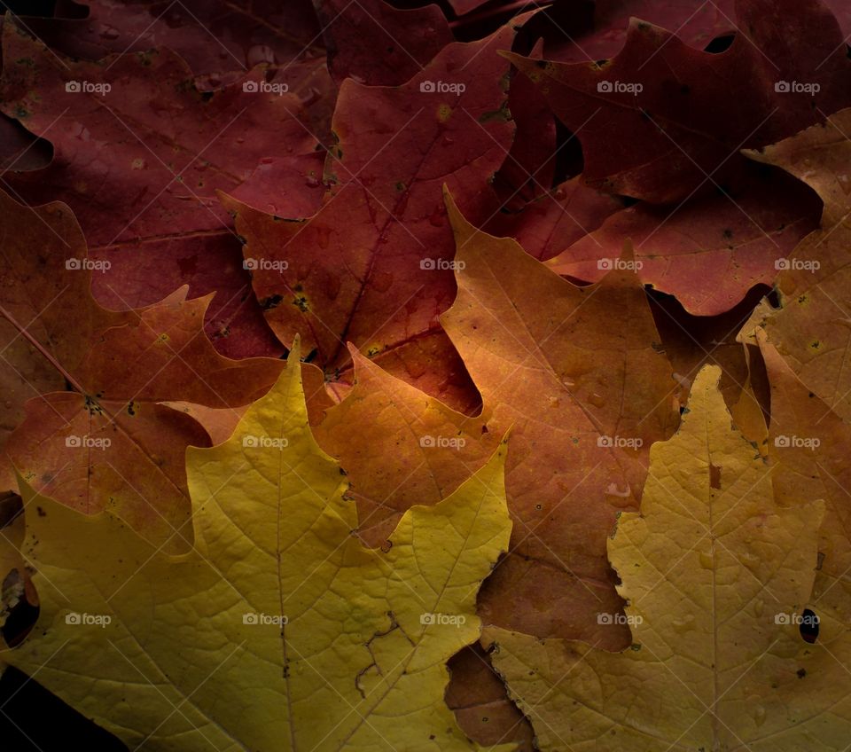 Maple leaf color story