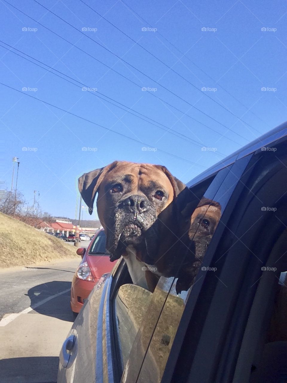 Spring walk with your dog, boxer sticking his head out the window of the car