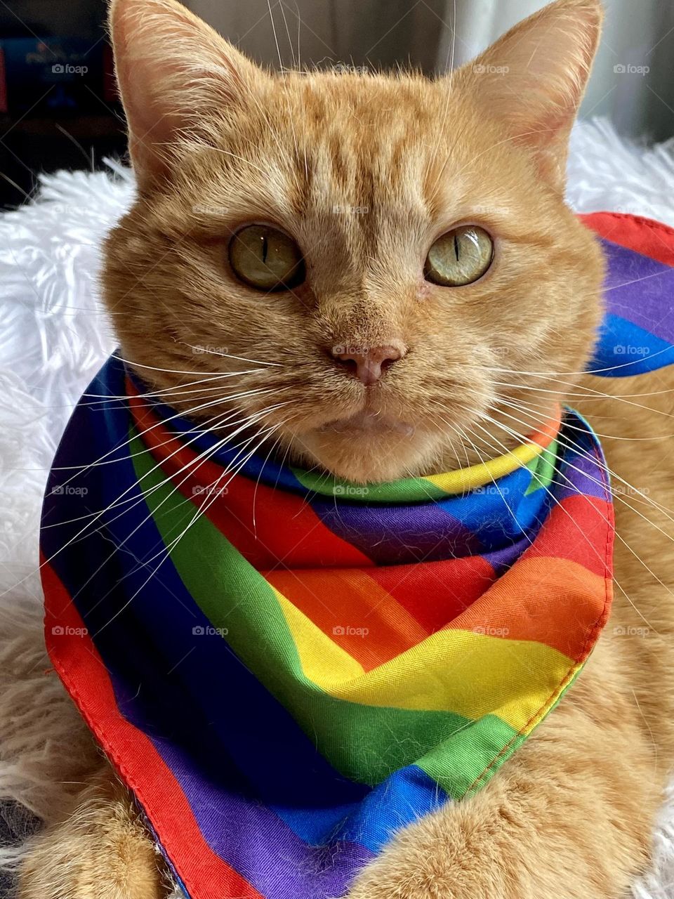 An orange tabby cat wearing a rainbow bandana 
