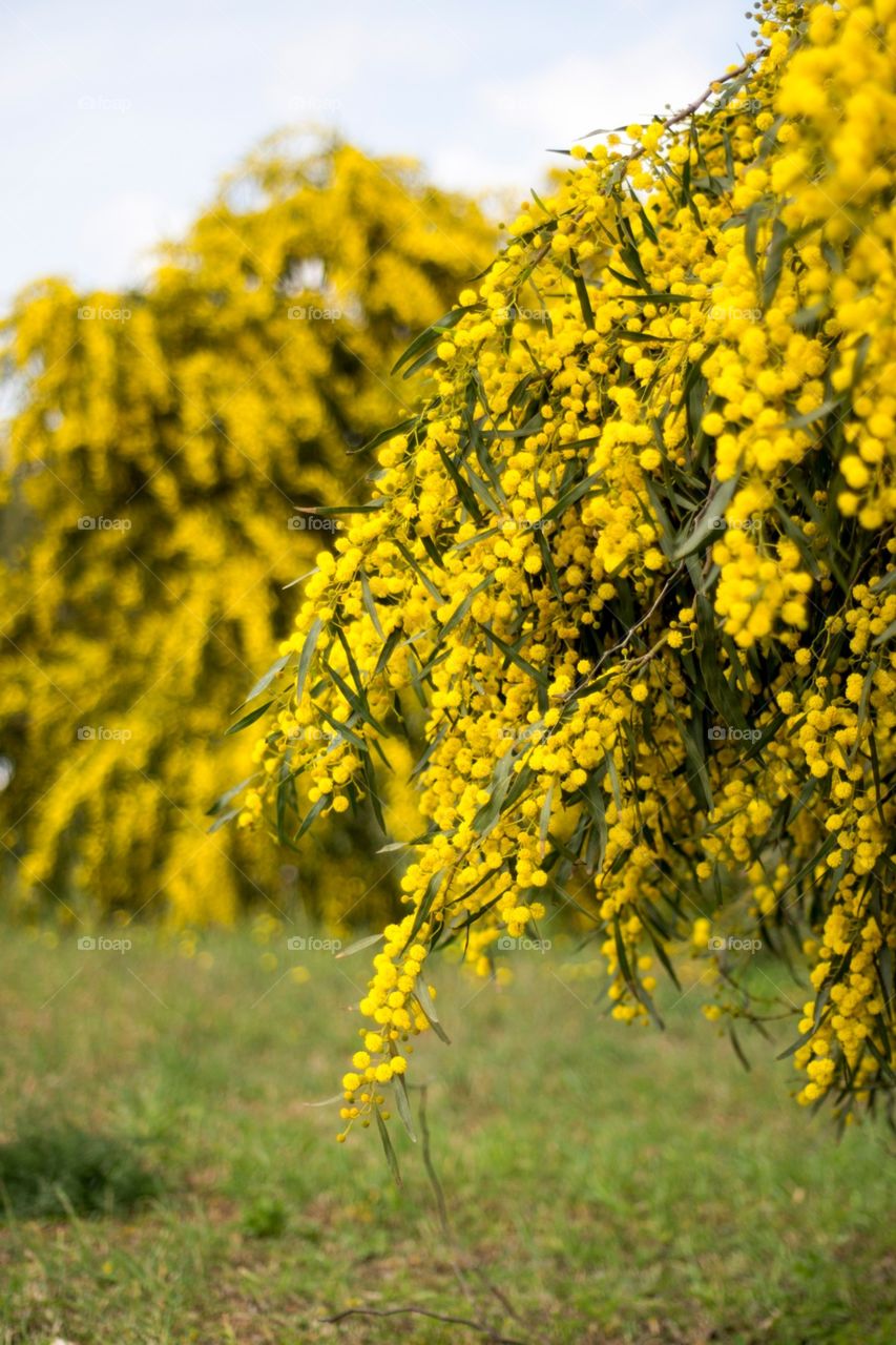 Bokeh blur of yellow blooming willow tree