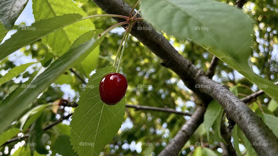 Cherry 🍒