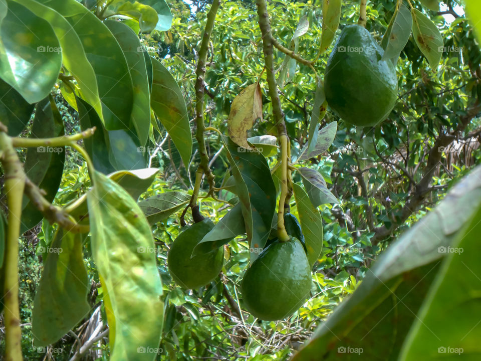 Unripe Avocado Hanging From Branch