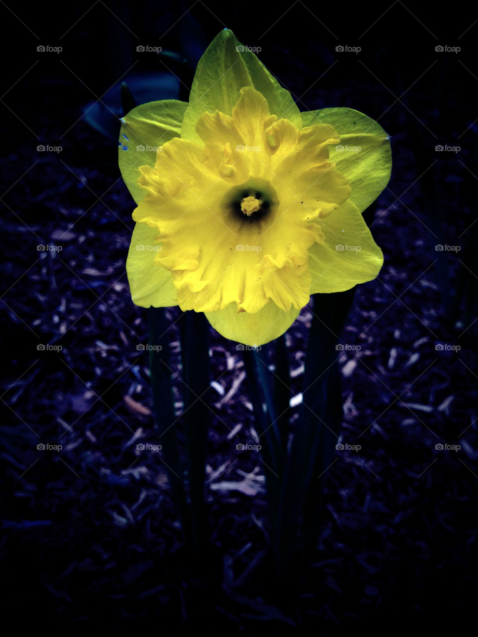  Daffodil
