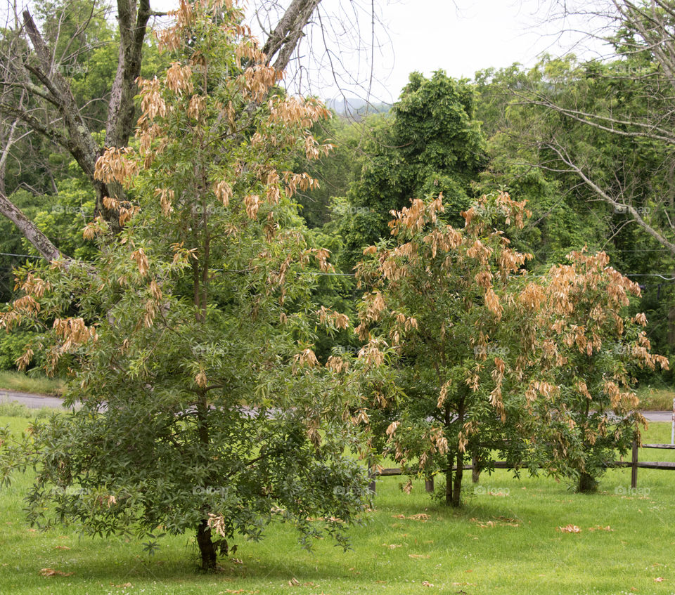 Flagging caused by cicadas laying their eggs in the branches of the tree