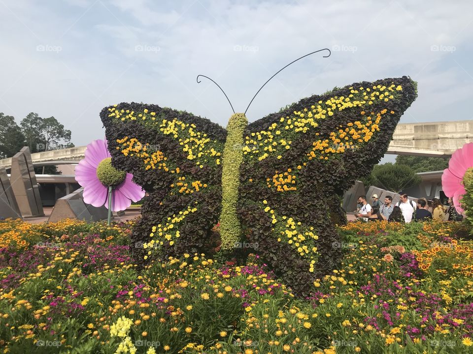 Flower butterfly made of flowers