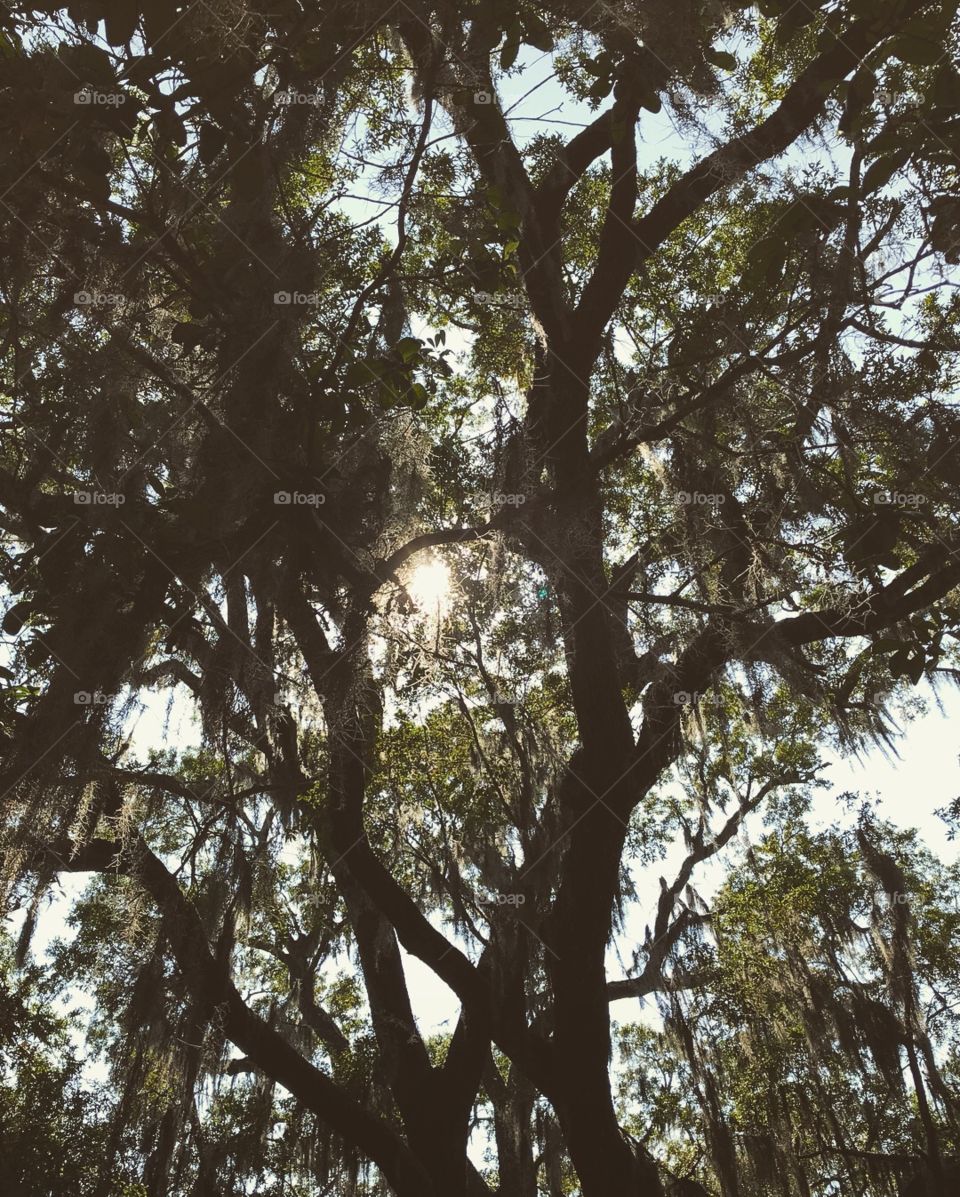 Sunlight through oak trees