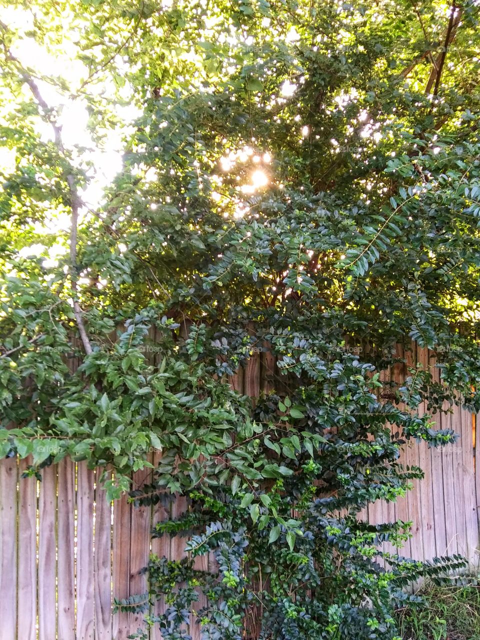 sunrise through the leaves