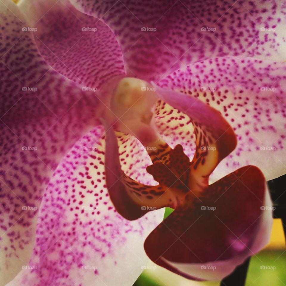 brudorkide . Hos mor 