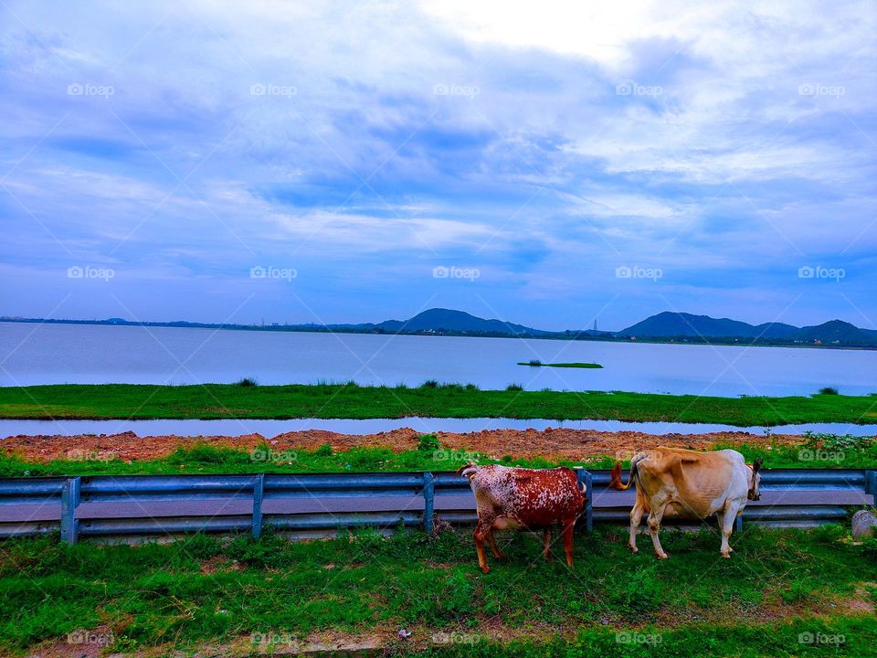 cloudy Time - Cows roaming for food - mountain view