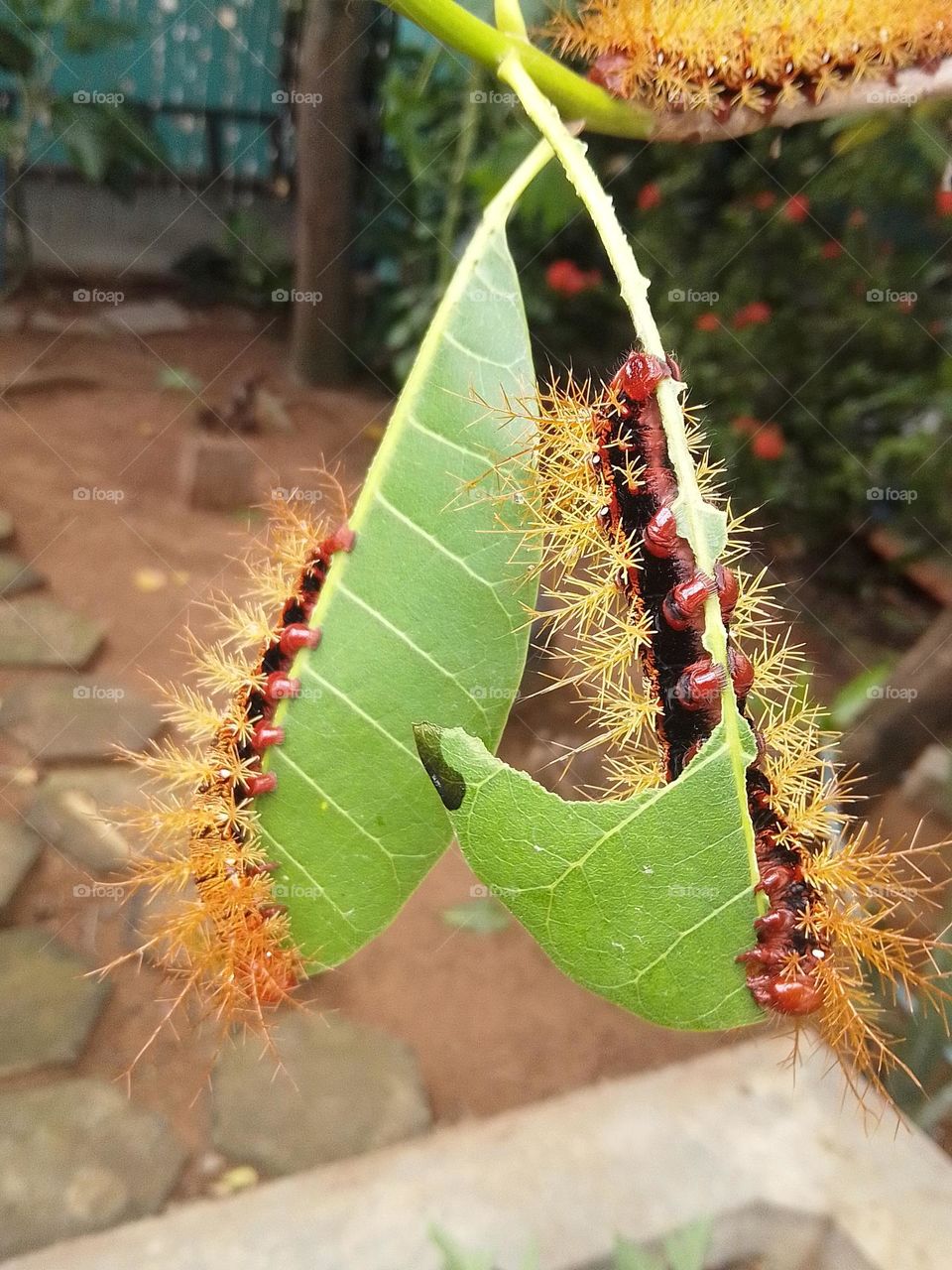 caterpillars eating leaves.