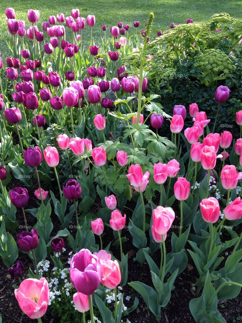 Tulip Garden