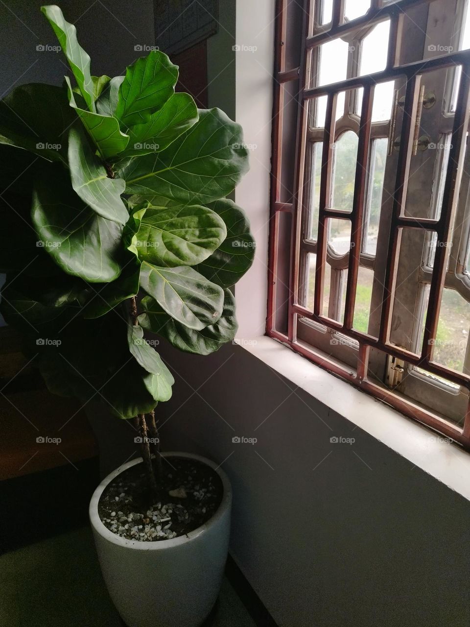 26th January 2025. 15:13. Location: An Bang, Hoi an. Vietnam. Pot plant facing the light through the window.