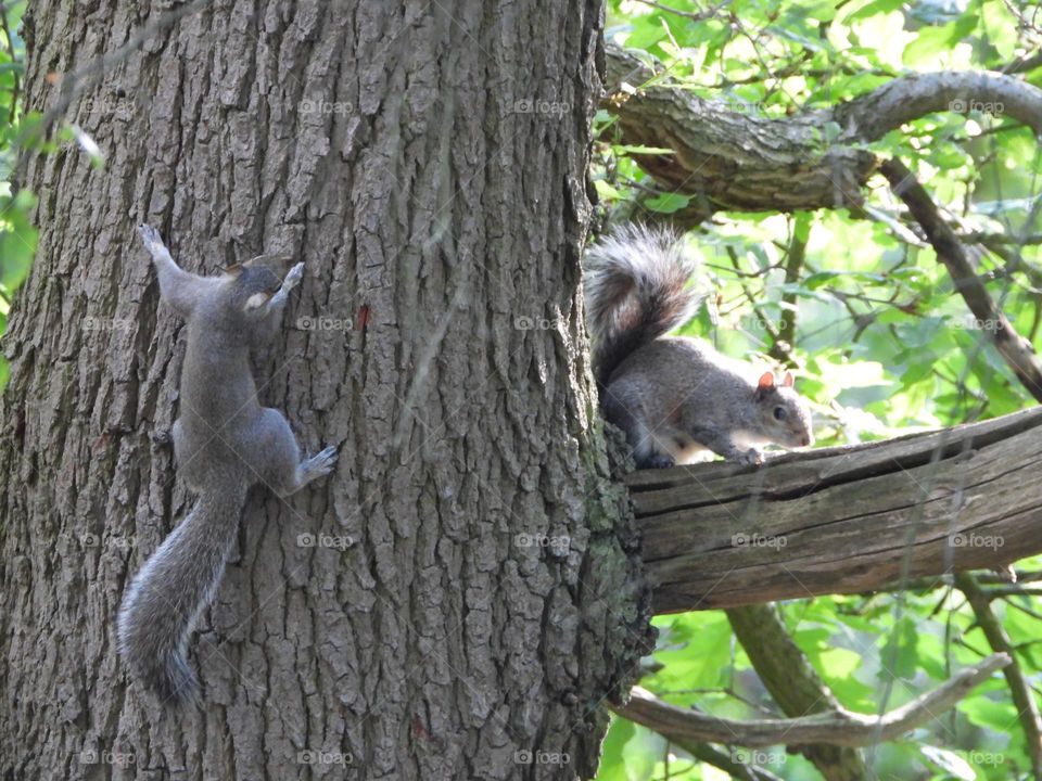 A pair of squirrels in a tree
