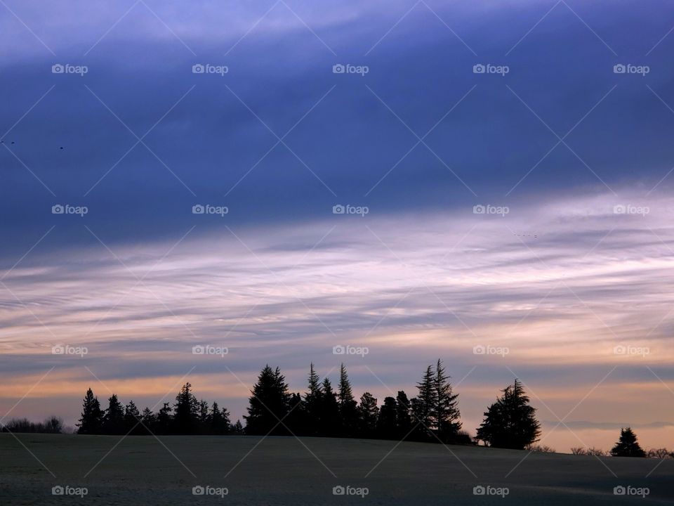 forest in the distance