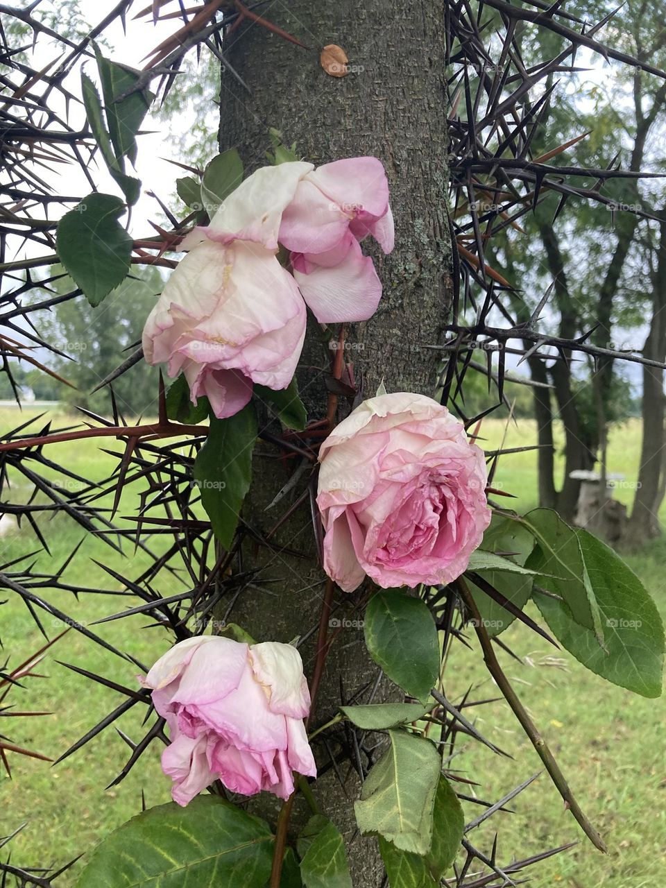 Pink roses in a thorn tree outside