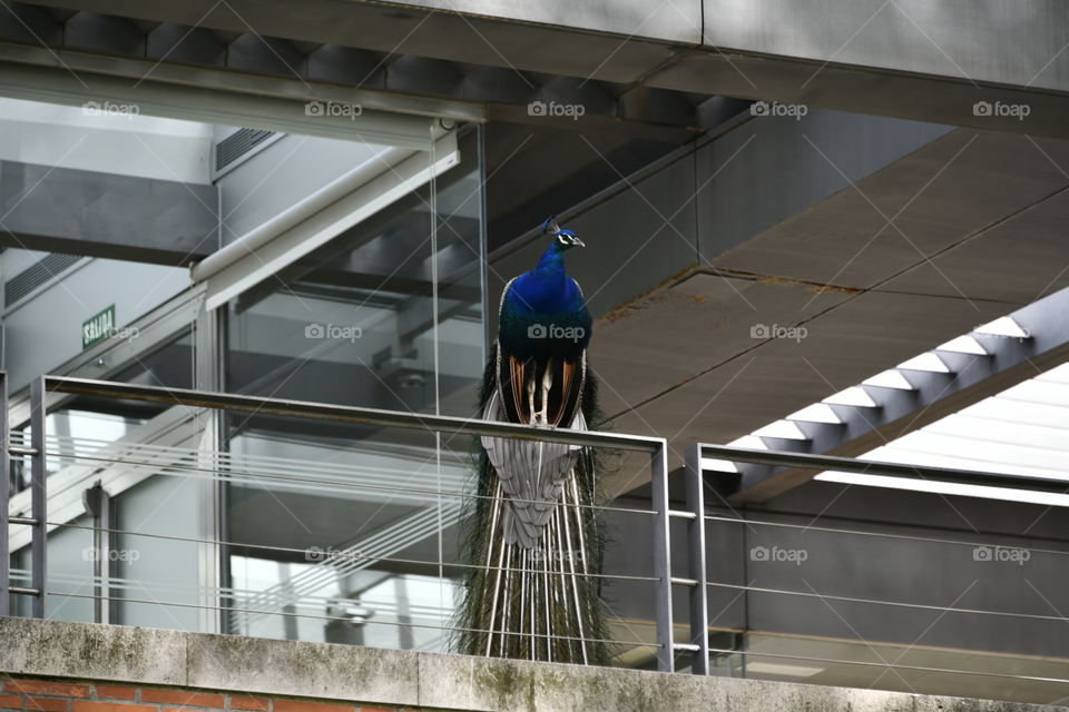 Quiero Ser Halcón, no! paso de Pavo!