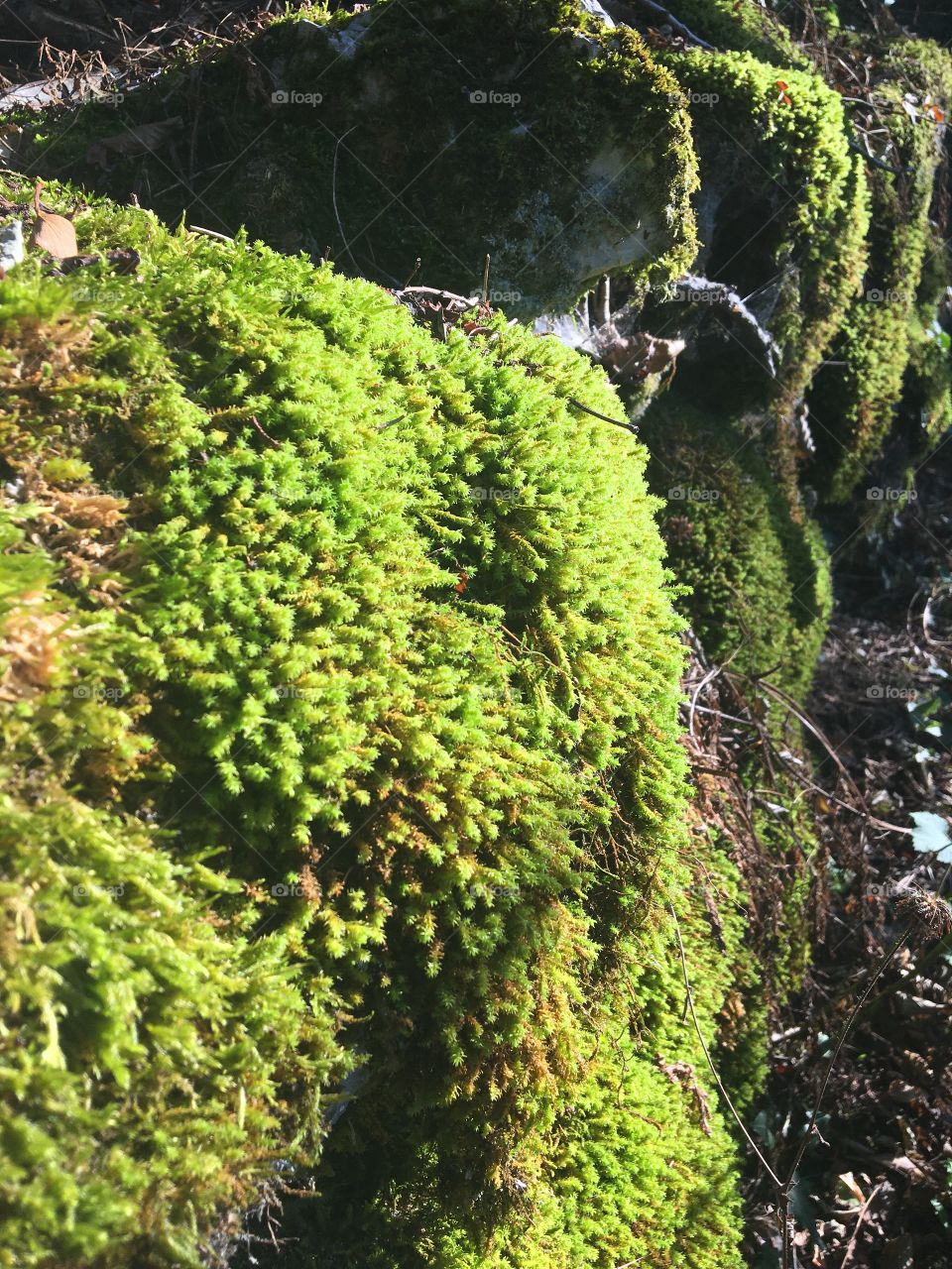 Green moss 
