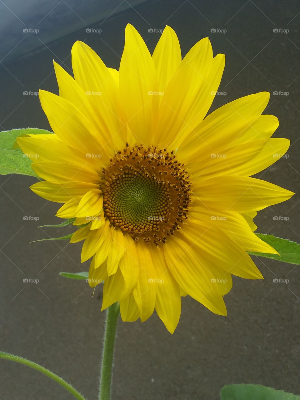 Sunflower in full bloom!