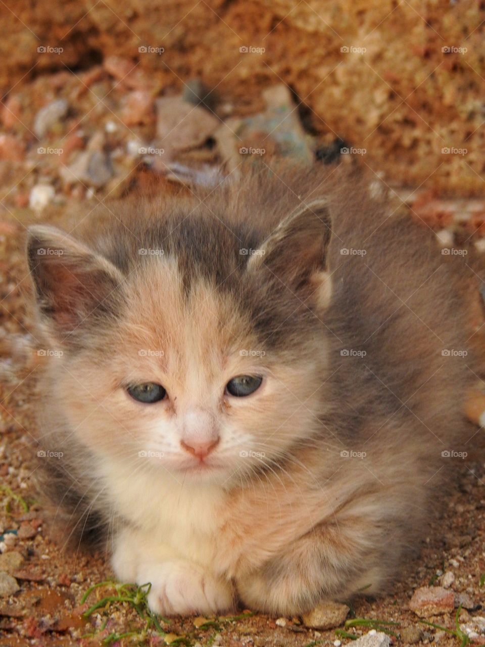 Kitten with blue eyes 