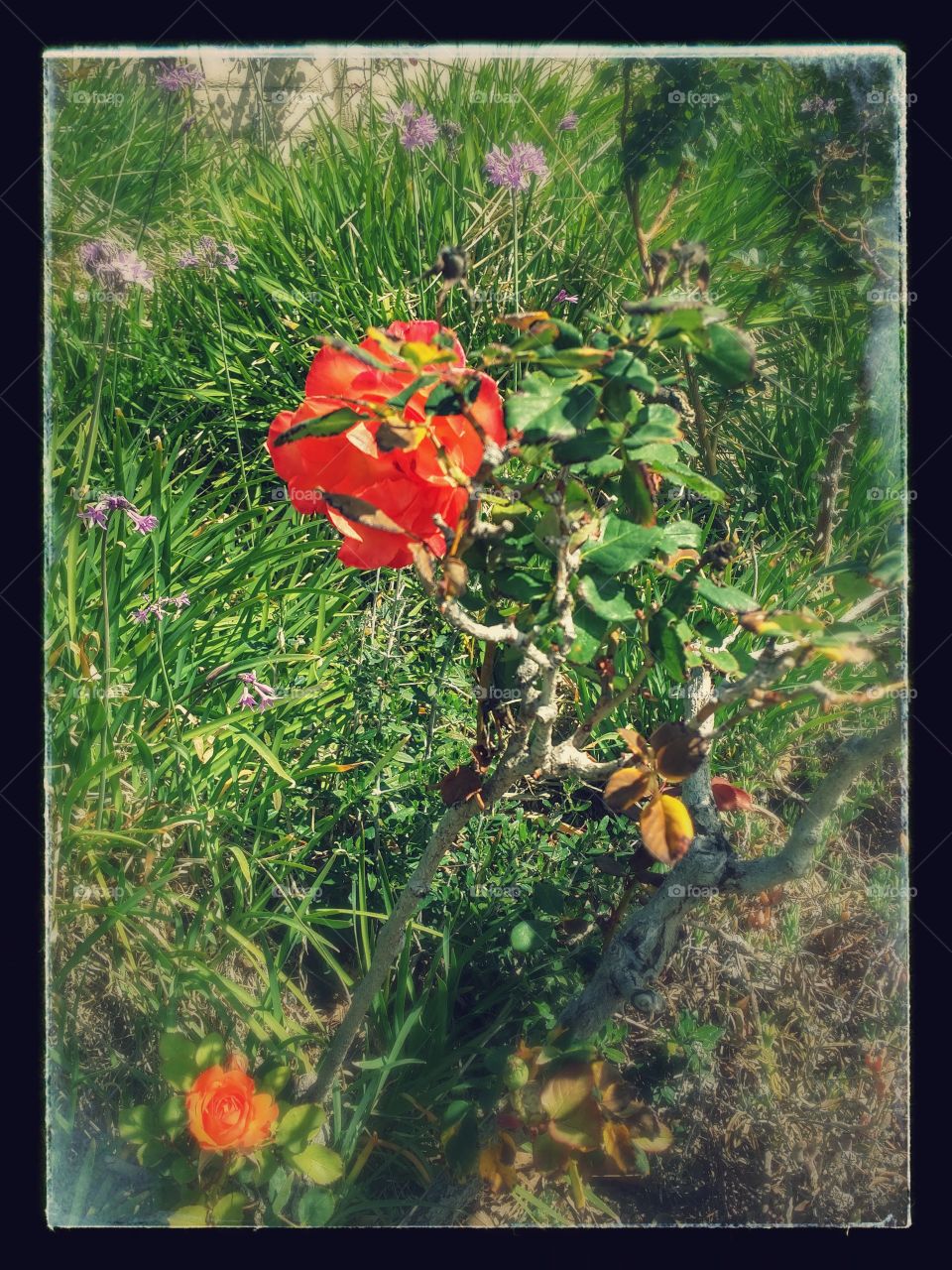 Walking treasure. Never know what you will find outside