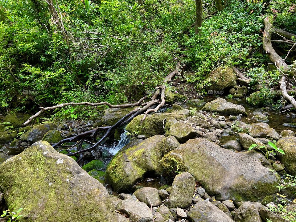 Hiking up the Lulumahu Trail in Honolulu Hawaii