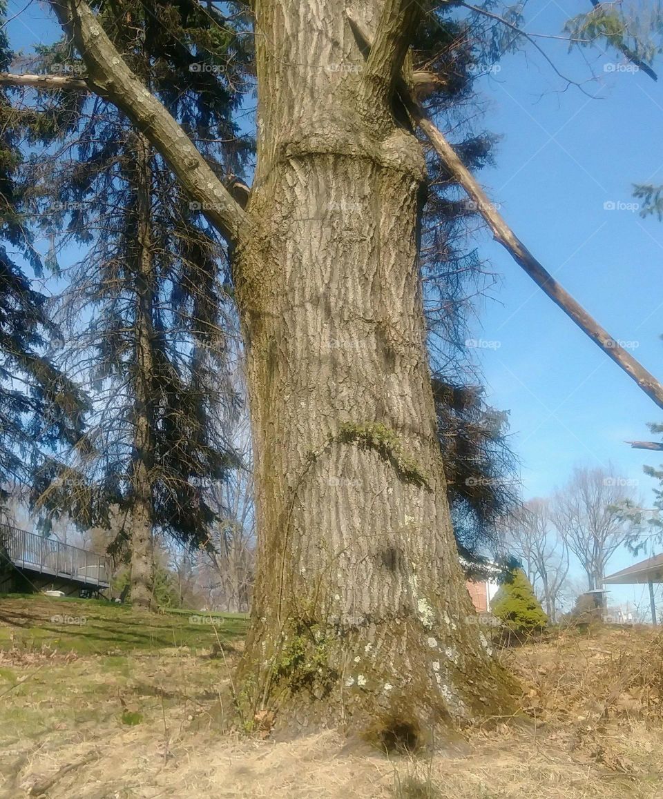 a tree in his very depressive state