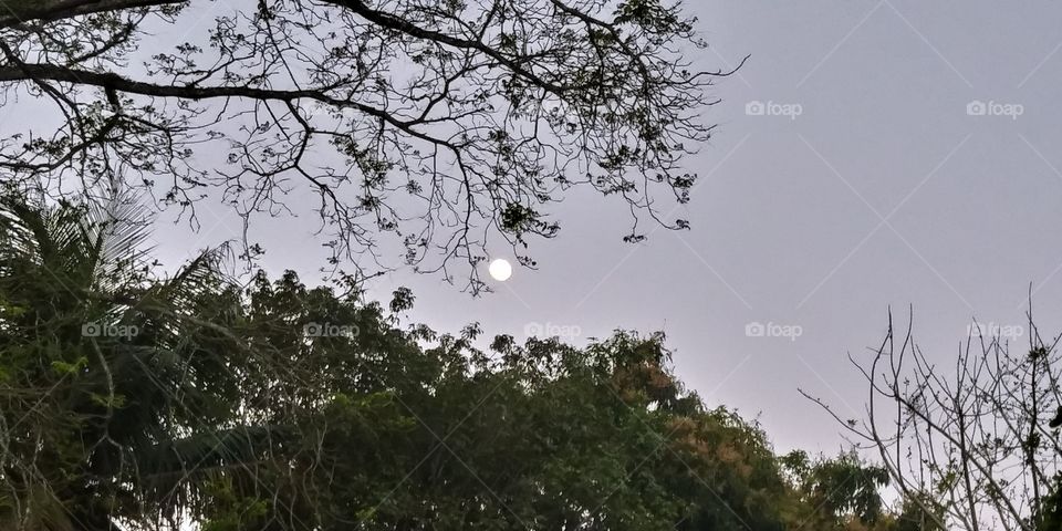 Lua cheia entre galhos sob céu de fim de tarde