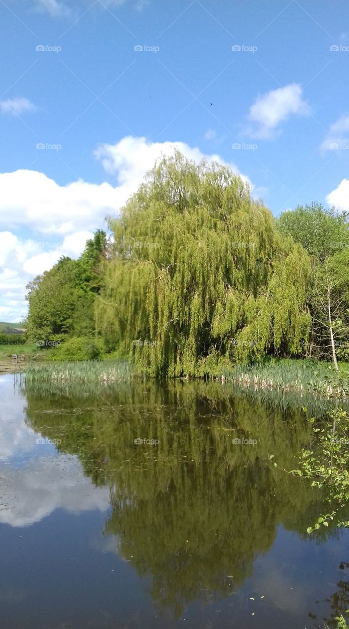 Weeping willow tree over a pond showing reflections, wood, grass and sky in the countryside 