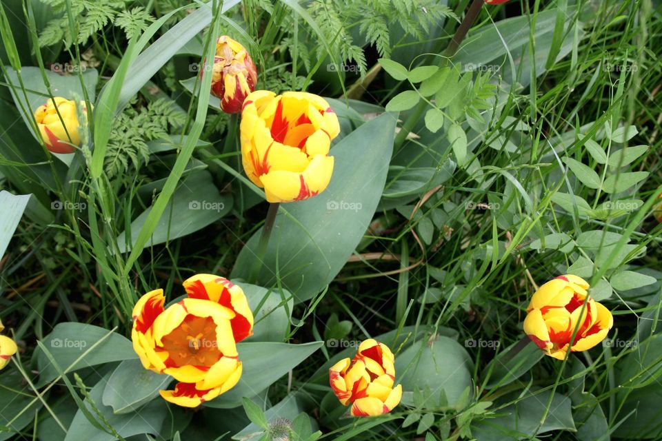 beautiful floral splendor