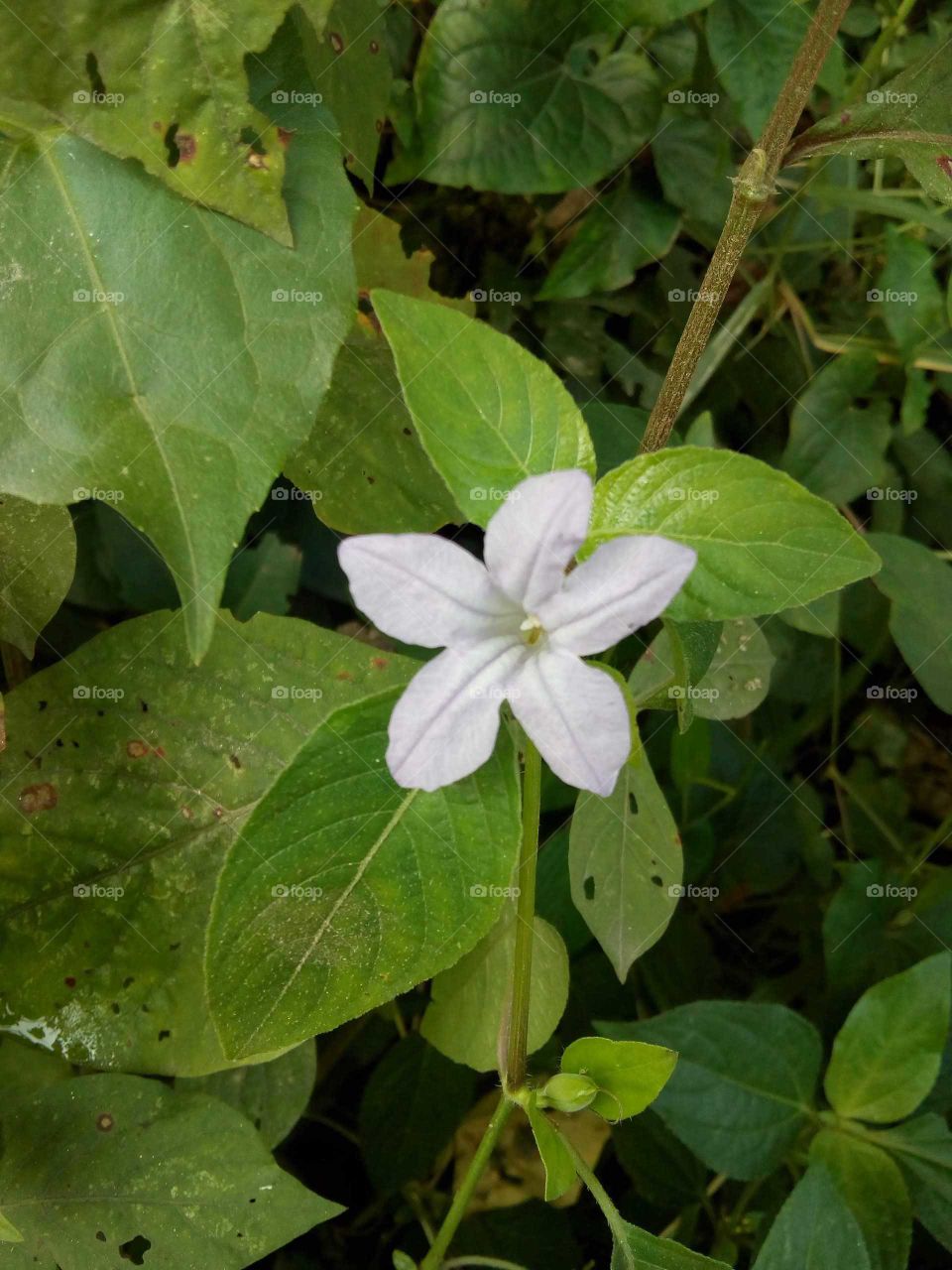 White Flower.