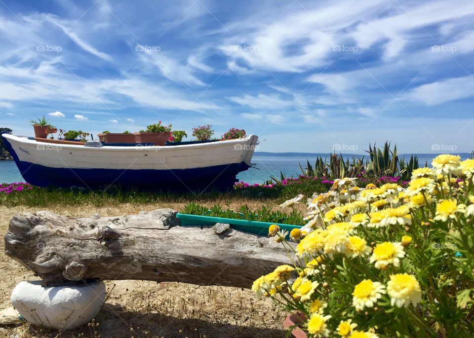 Potted plant on boat