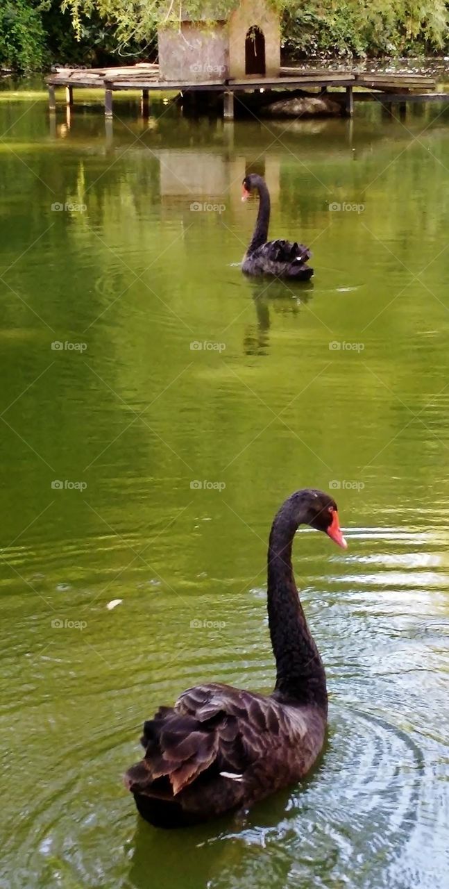 Black swans