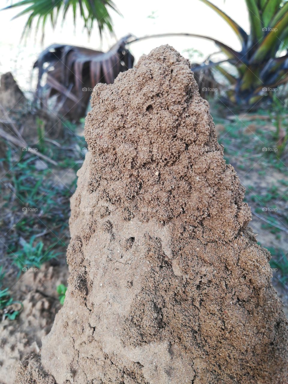 soil