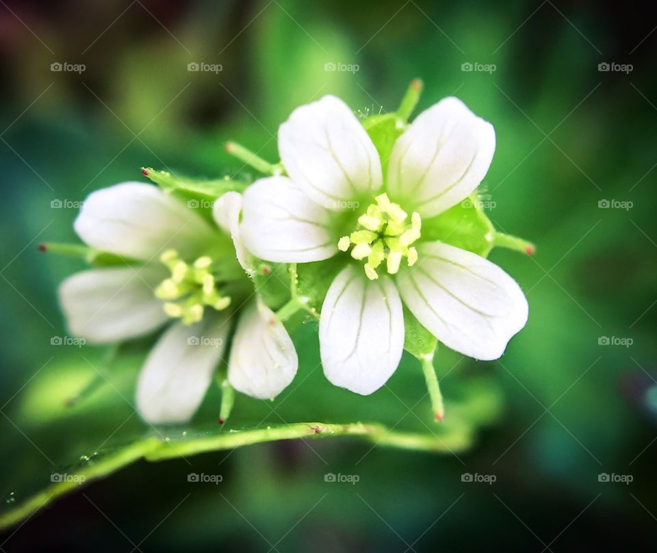 Tony white flowers