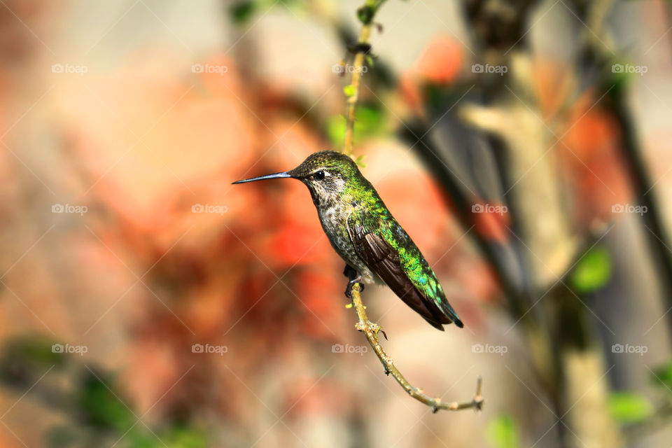 Hummingbird sitting on a branch.