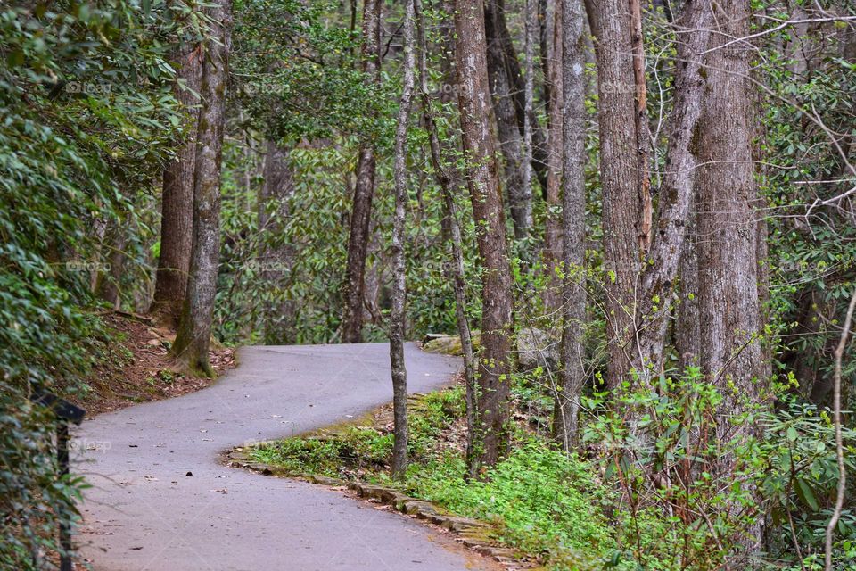 Taking a walk through the woods