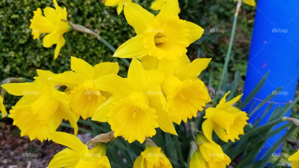 spring daffodils