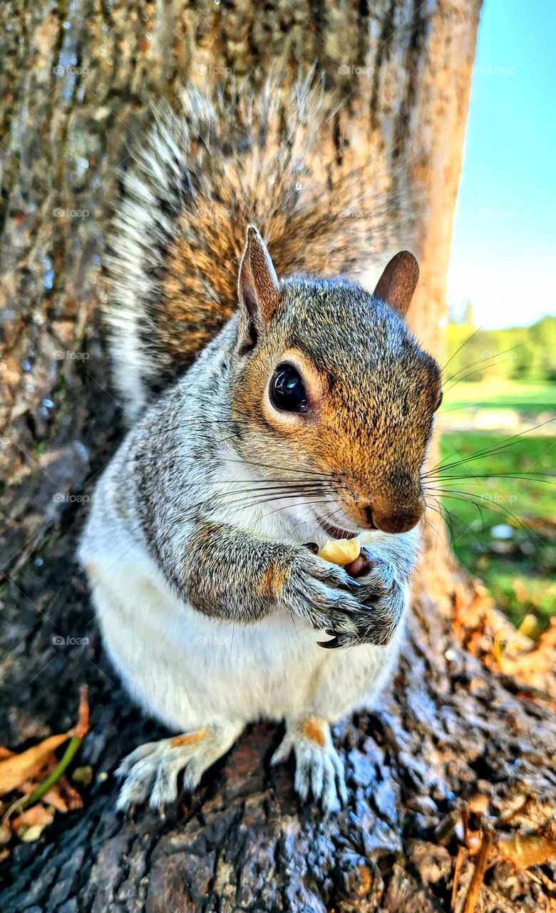 Close up of a grey squirrel sitting on a the base of a tree holding a nut between his paws